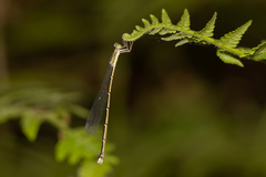 Rhadinosticta simplex