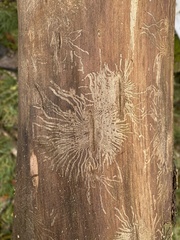 Scolytus