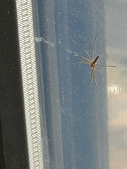Araneae