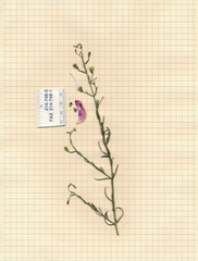 Agalinis strictifolia