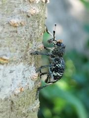 Aegorhinus superciliosus