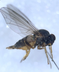 Platypezidae