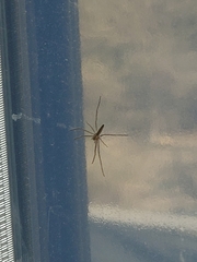 Araneae