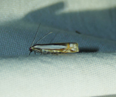Crambus cyrilellus