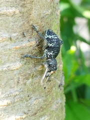 Aegorhinus superciliosus