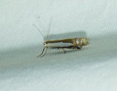 Crambus cyrilellus