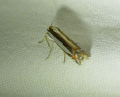 Crambus cyrilellus