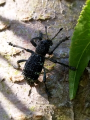 Aegorhinus superciliosus