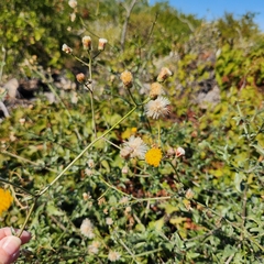 Bebbia atriplicifolia