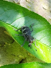 Aegorhinus superciliosus