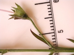 Agalinis strictifolia