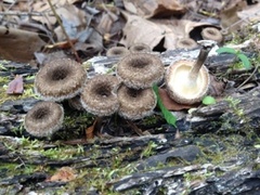 Lentinus