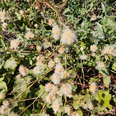 Bebbia atriplicifolia