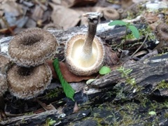 Lentinus