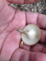 Lentinus