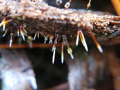 Xylaria filiformis