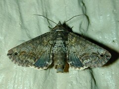 Paectes abrostoloides