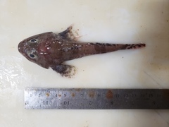 Artediellus atlanticus