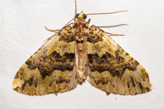 Austrocidaria callichlora