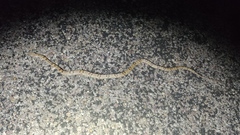 Trimorphodon vilkinsonii