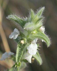 Sideritis romana