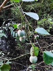 Passiflora actinia