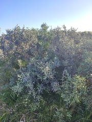 Colletia paradoxa