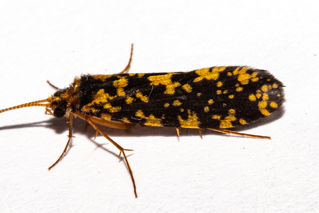 Annulipalpia