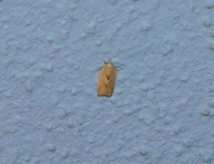 Clepsis coriacanus