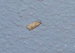 Clepsis coriacanus