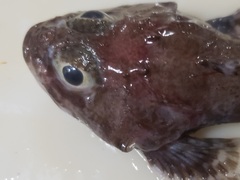 Artediellus atlanticus