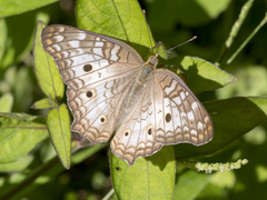 Anartia jatrophae