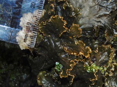 Peltigera cinnamomea