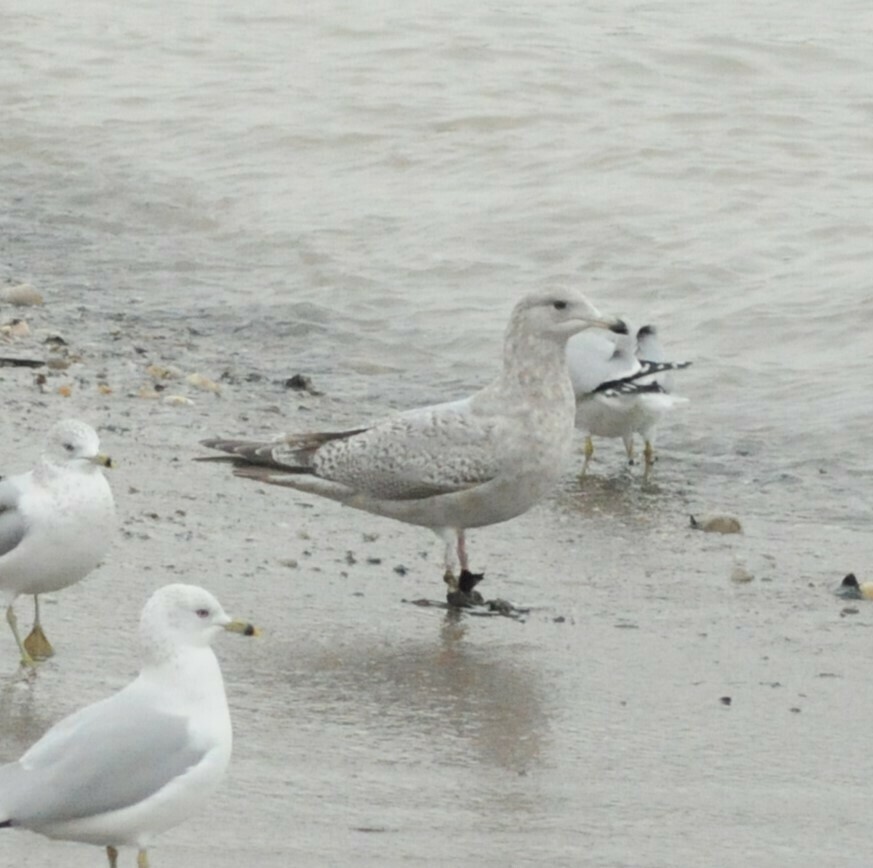 Iceland Gull