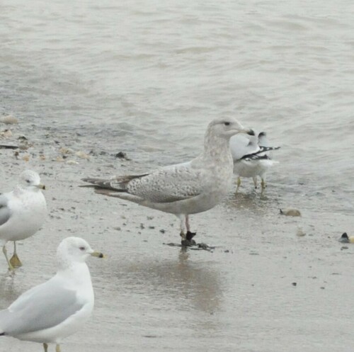 Iceland Gull