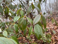 Rhododendron carolinianum