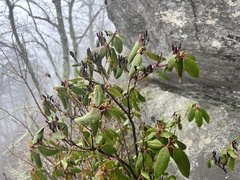 Rhododendron carolinianum
