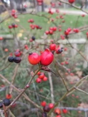 Rosa canina
