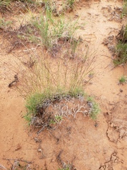 Muhlenbergia torreyi
