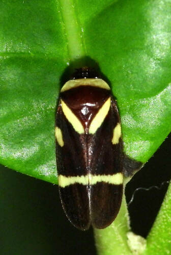 Maxantonia scita