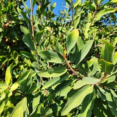 Pleradenophora bilocularis