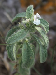 Sideritis romana
