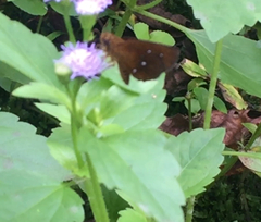 Iambrix salsala salsala