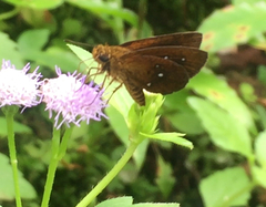 Iambrix salsala salsala