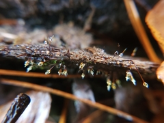 Xylaria filiformis