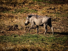 Phacochoerus africanus massaicus