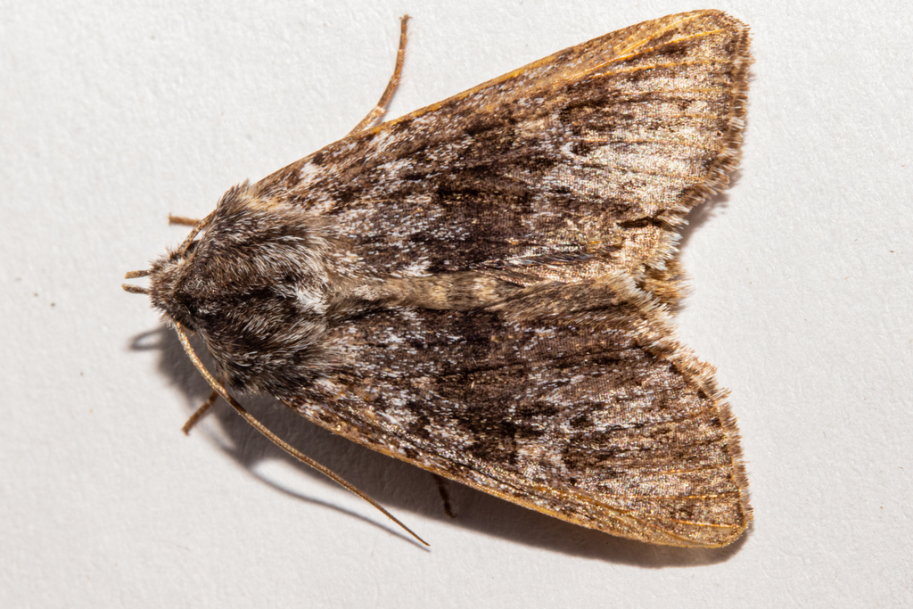 Physetica funerea
