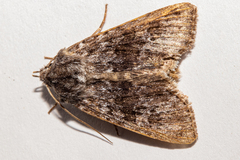 Physetica funerea