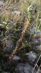 Sideritis romana