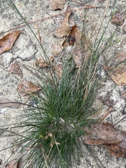 Juncus tenuis